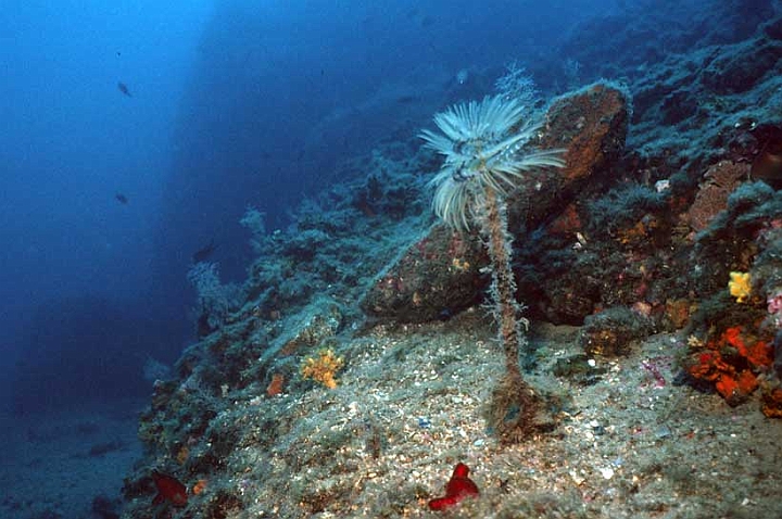 03 Sporographis spallanzani.jpg - Isola di Bergeggi, base della parete detta Canalone